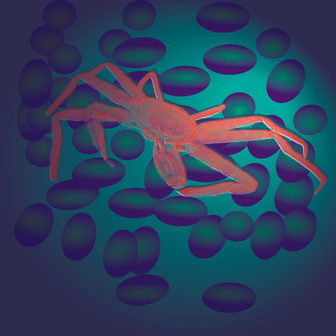 An illustration of a crab.