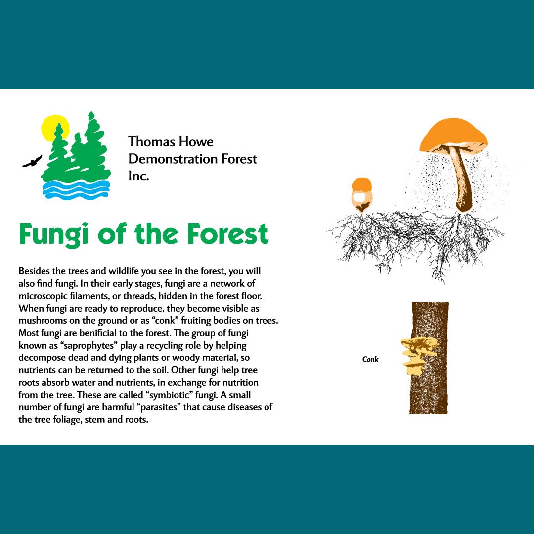 An informational sign about forest mushrooms.