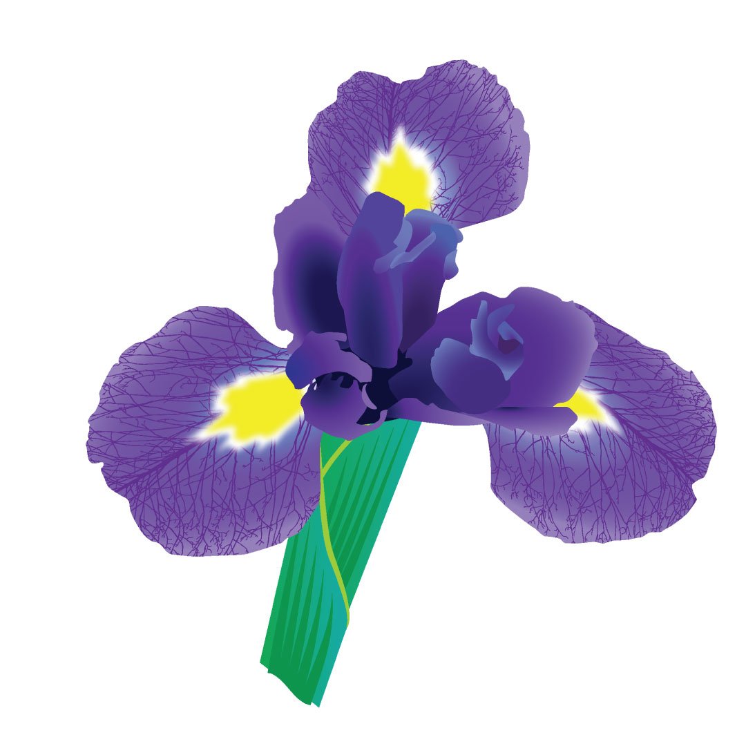 An illustration of an iris.