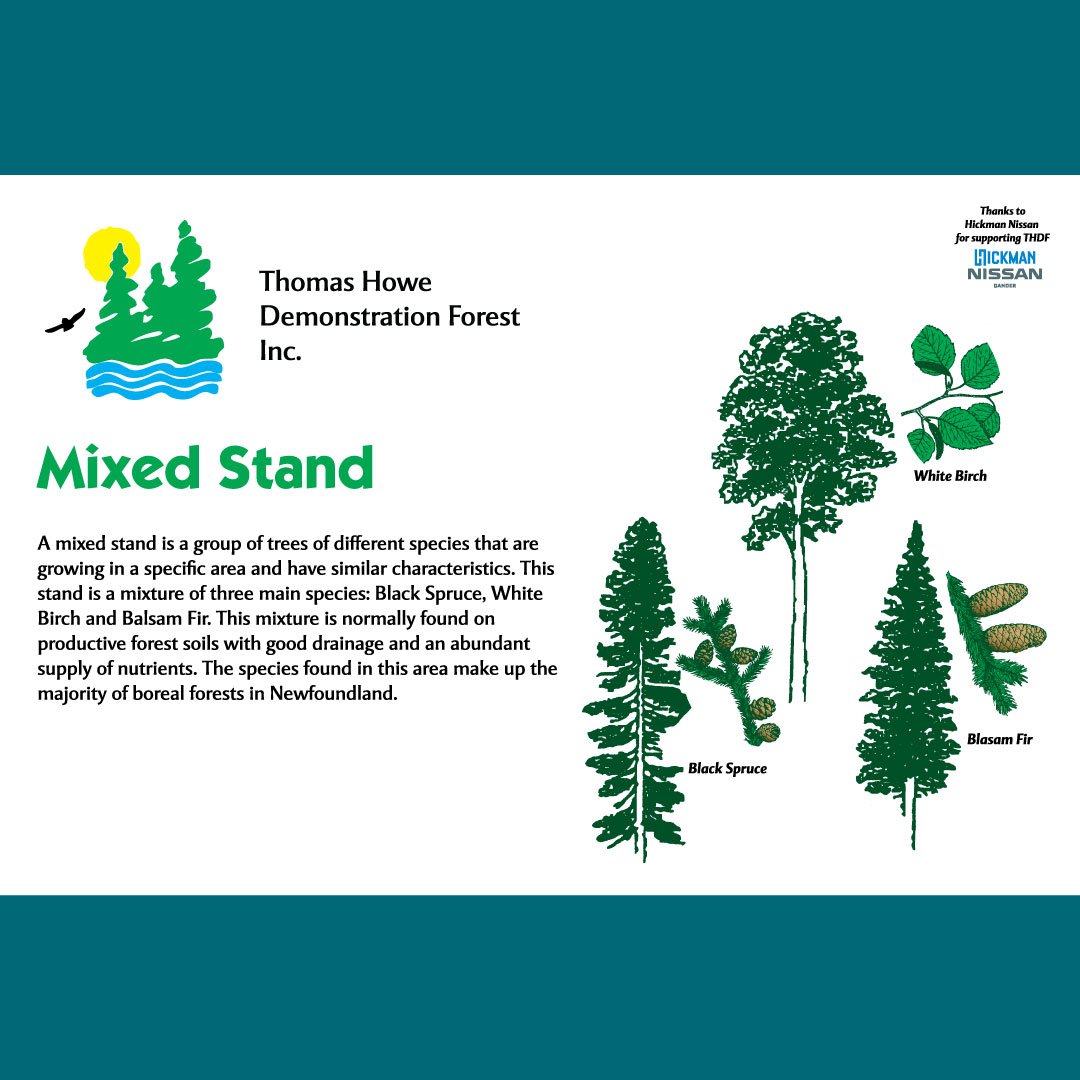 An informational sign about mixed stands of trees.