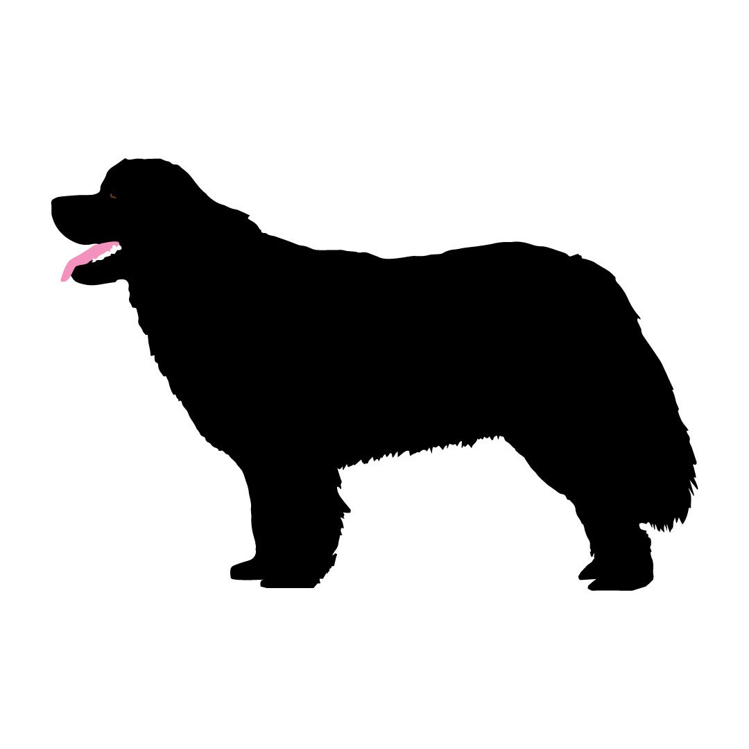 An illustration of a newfoundland dog.