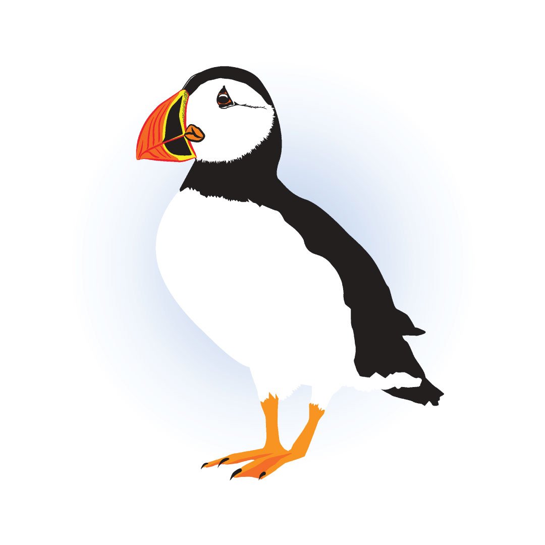 An illustration of a puffin.