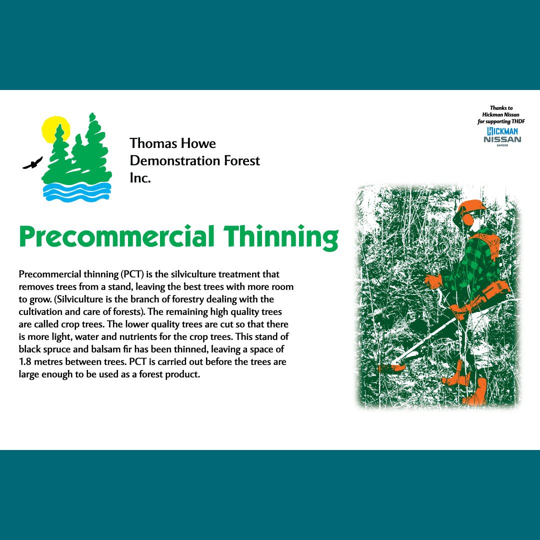 An informational sign about precommercial thinning.